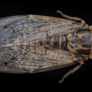 Cicada orni, la cigale grise de l’orne