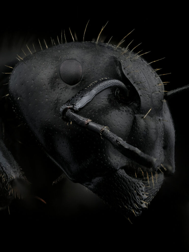 Portrait de fourmi Camponotus vagus sur fond noir