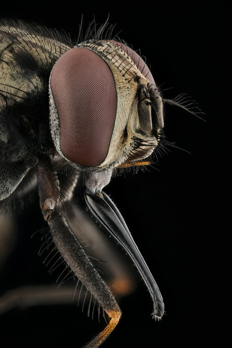 Portrait de la mouche charbonnière, Stomoxys calcitrans
