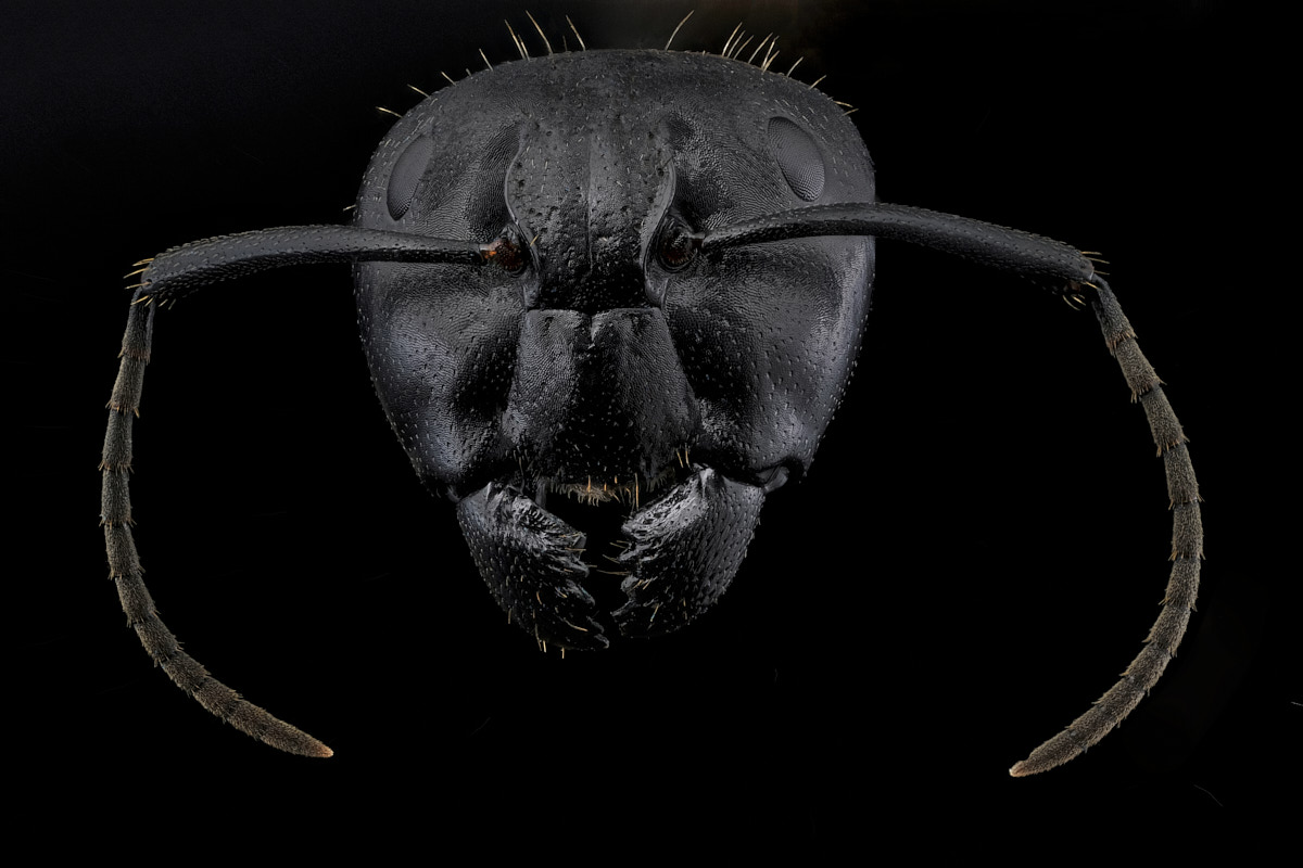 Portrait de fourmi camponotus vagus sur fond noir