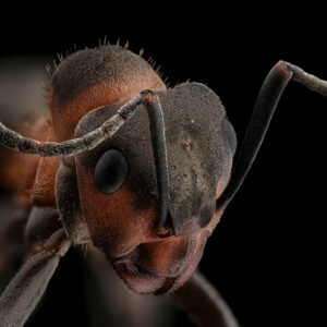 Formica rufa, la fourmi rousse des bois