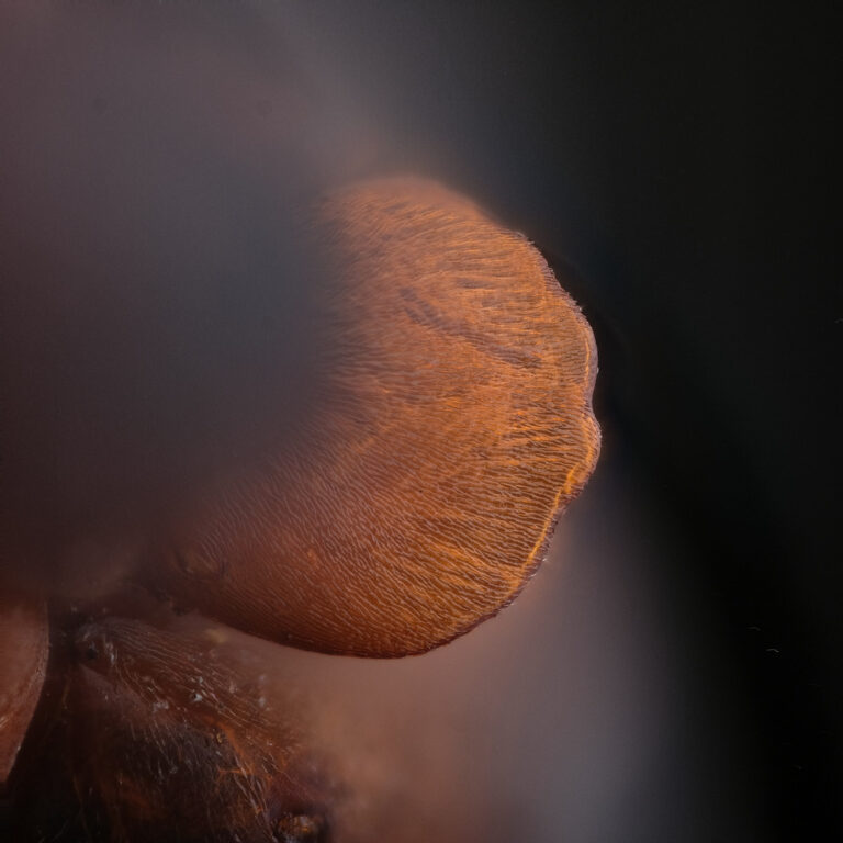 Détail sur le pétiole de fourmi Formica rufa
