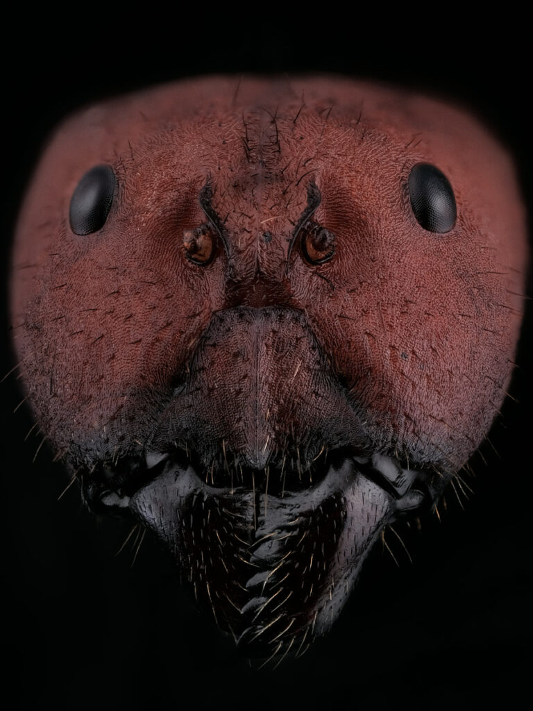 Portrait de fourmi Camponotus singularis