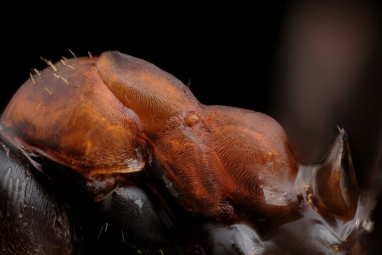 Mésosoma et pétiole de fourmi Formica rufibardis