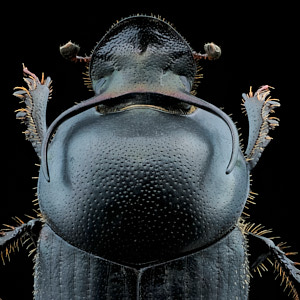 Coléoptère Onthophagus taurus de face