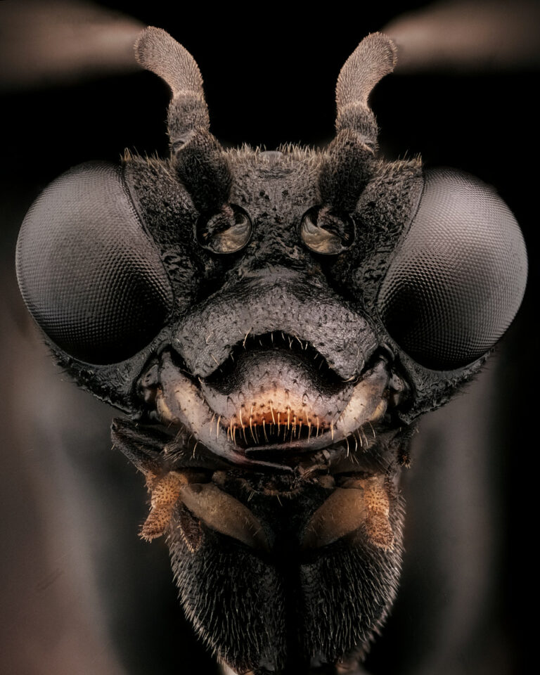 Portrait d'un Symphyte, de la famille des tenthredinidae