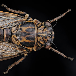 Cigale Cicada orni