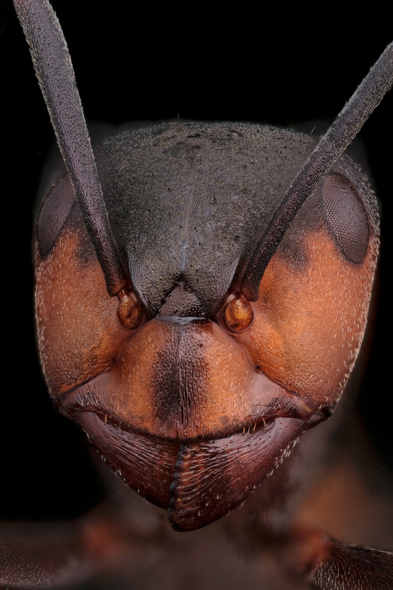 Portrait de fourmi Formica rufa