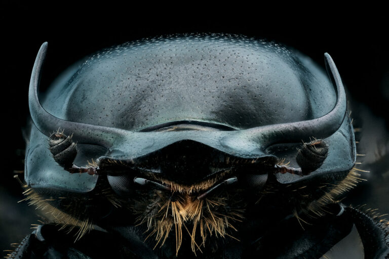 Portrait de coléoptère Onthophagus taurus mâle, de face