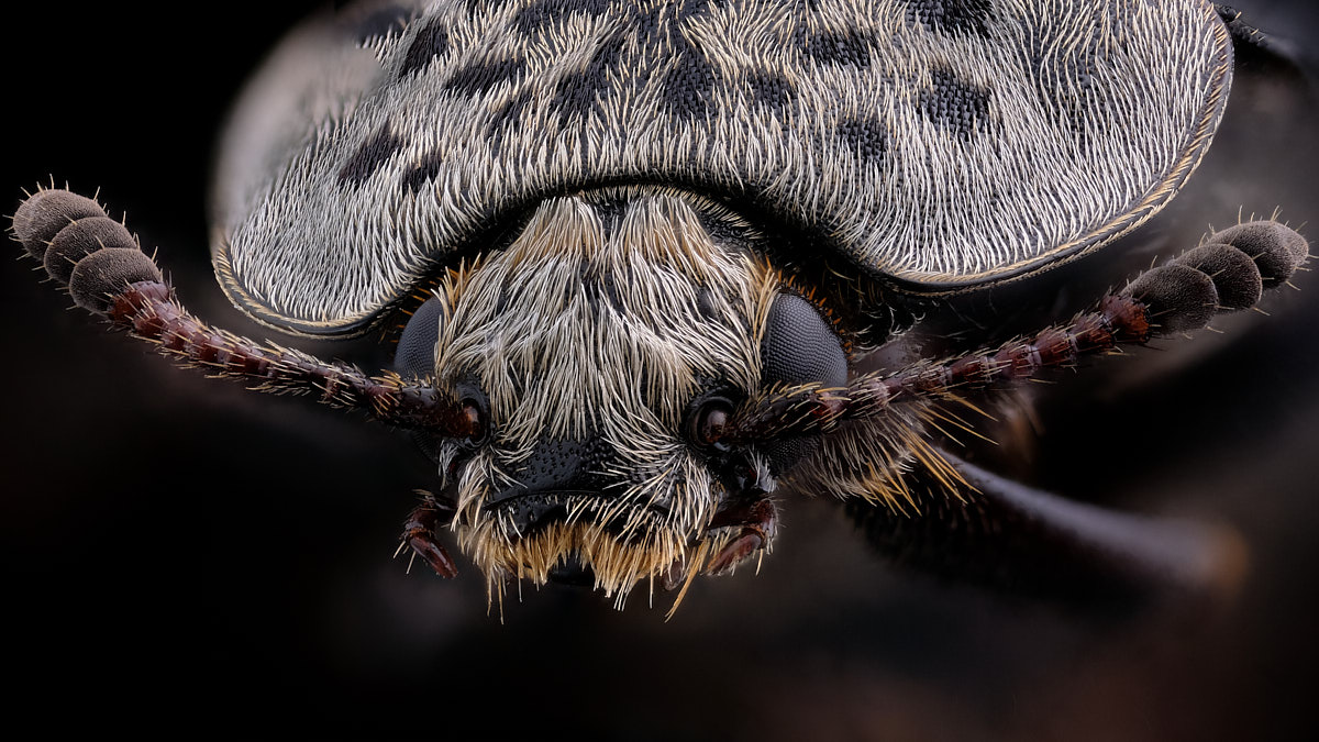 Portrait de coleoptere thanatophilus sinuatus
