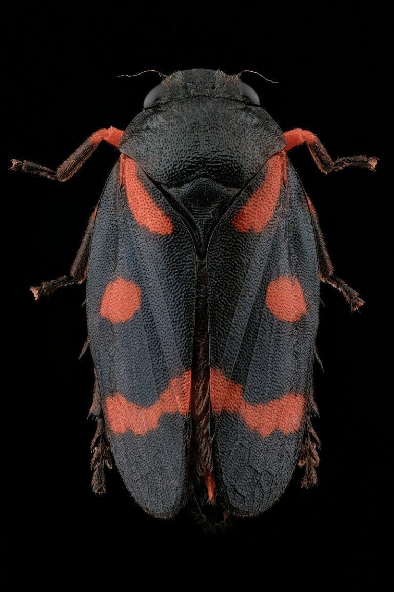 Un cercope rouge et noir, Cercopis intermedia
