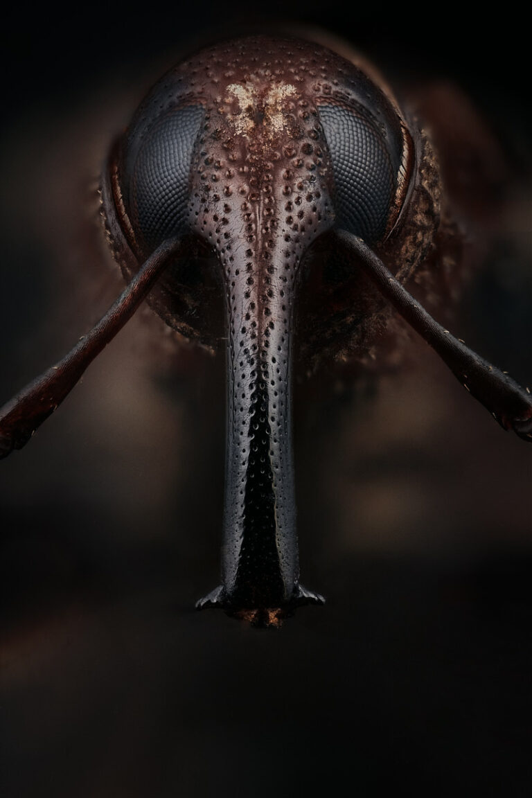 Portrait de charançon Sphenophorus meridionalis