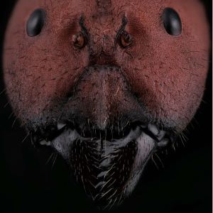 Portrait de fourmi Camponotus singularis