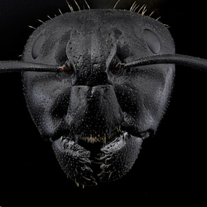 Fourmi Camponotus vagus