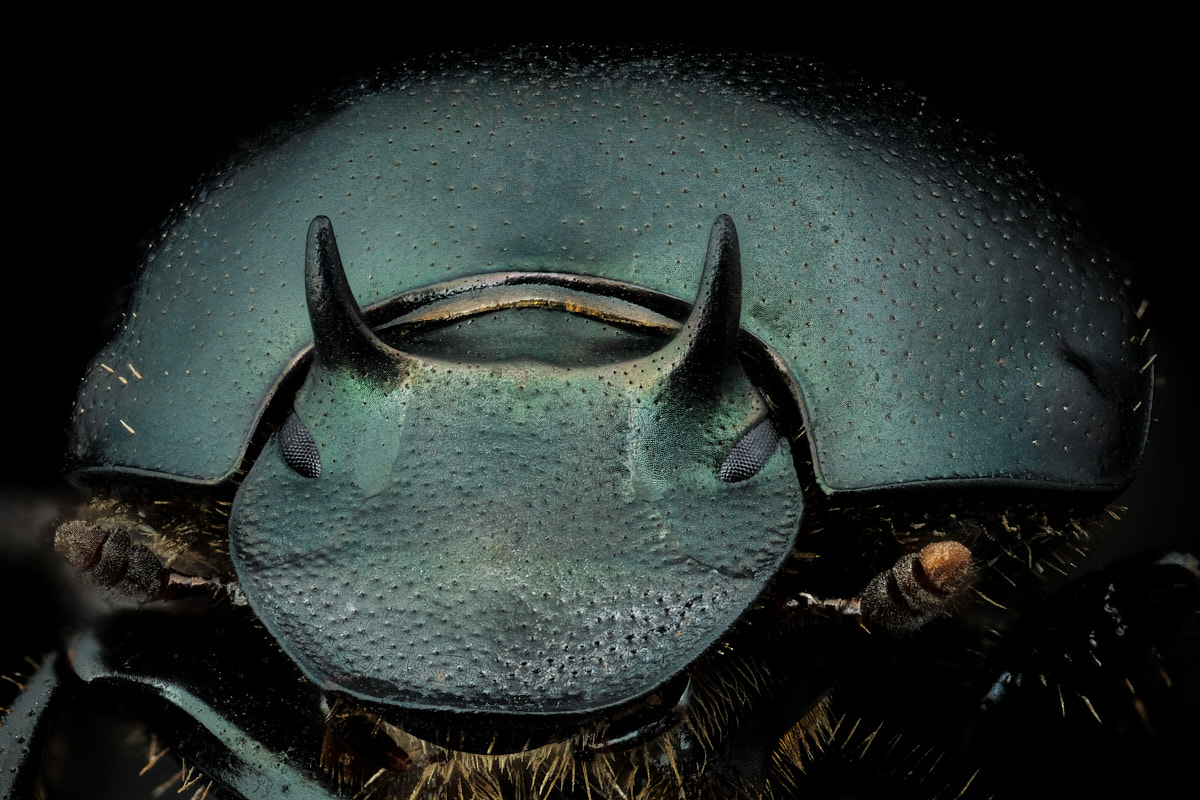 Portrait de Onthophagus taurus mâle minor, de face
