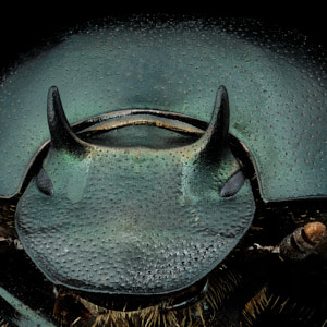 Onthophagus taurus mâle minor