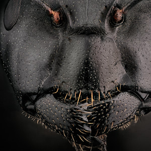 Portrait de Camponotus japonicus