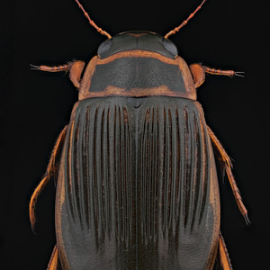 Dytique Dytiscus pisanus femelle, vue de dessus sur fond noir