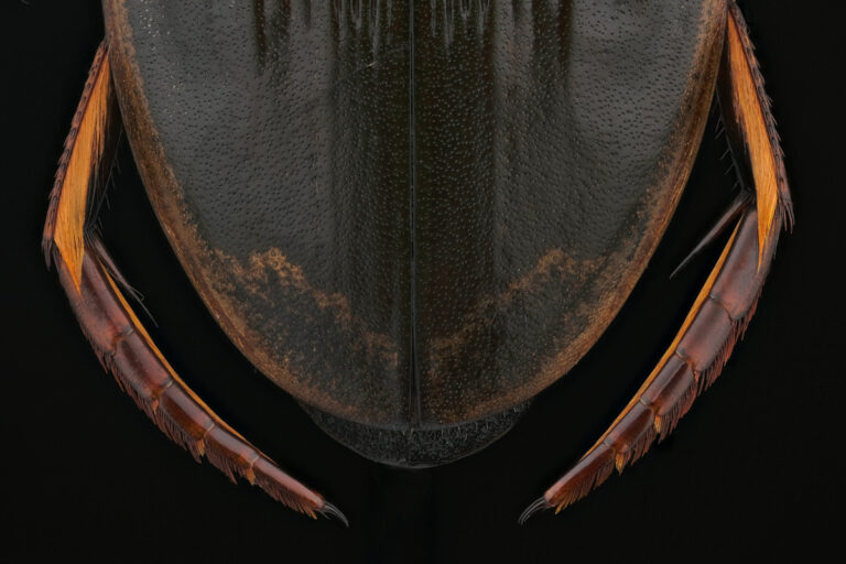 Pattes postérieures de Dytiscus pisanus