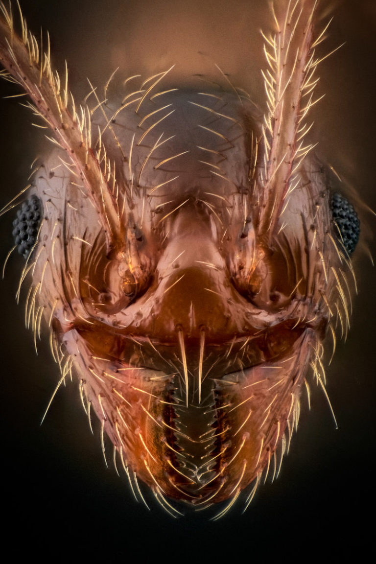 Portrait de fourmi Pheidole pallidula