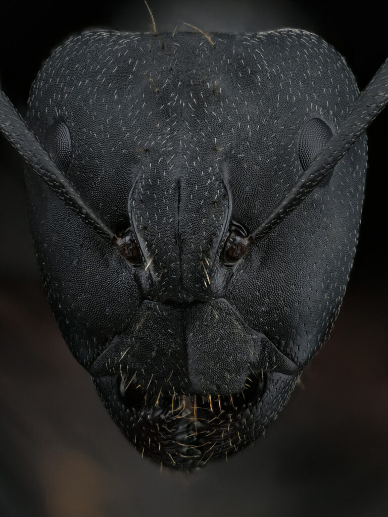 Portrait de fourmi Camponotus cruentatus