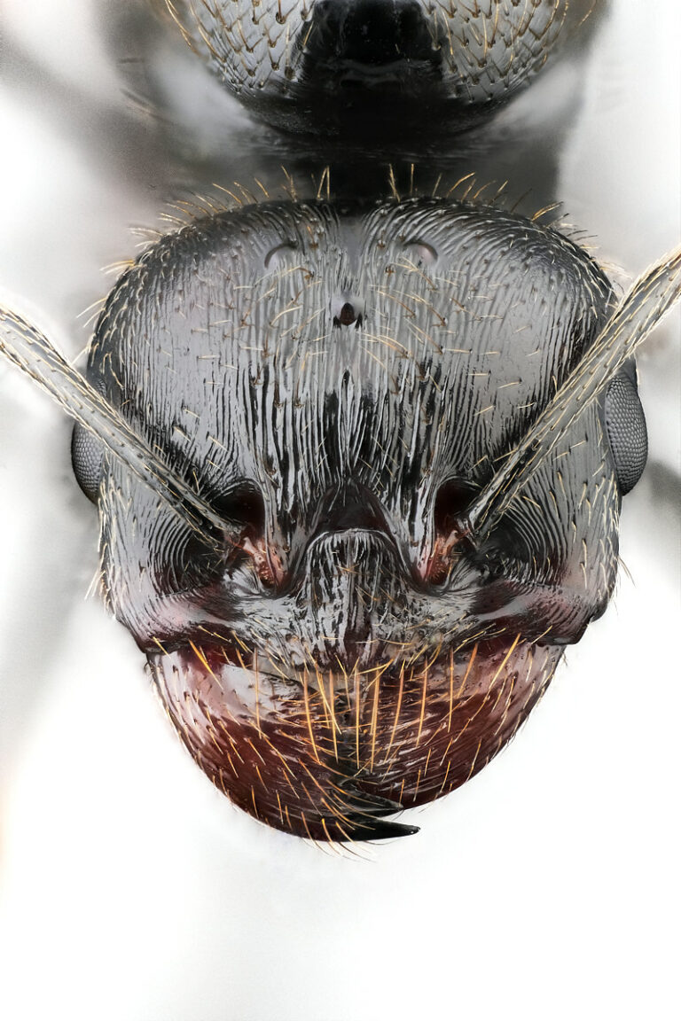 Portrait de fourmi moissonneuse Messor barbarus