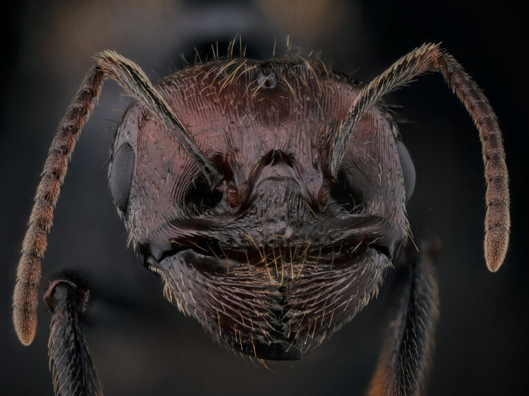 Portrait de reine fourmi Messor barbarus