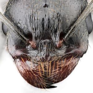 Portrait de gyne de fourmi Messor barbarus
