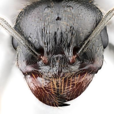 Fourmi moissonneuse (Messor sp), gyne, portrait, sur fond blanc, vue frontale.