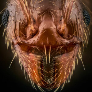 portrait de fourmi Pheidole pallidula