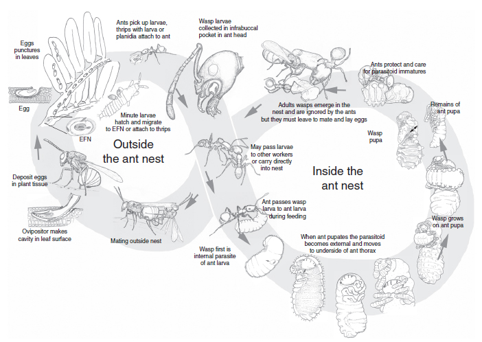 Le cycle de vie d'une guêpe parasitoide des fourmis, du genre Orasema