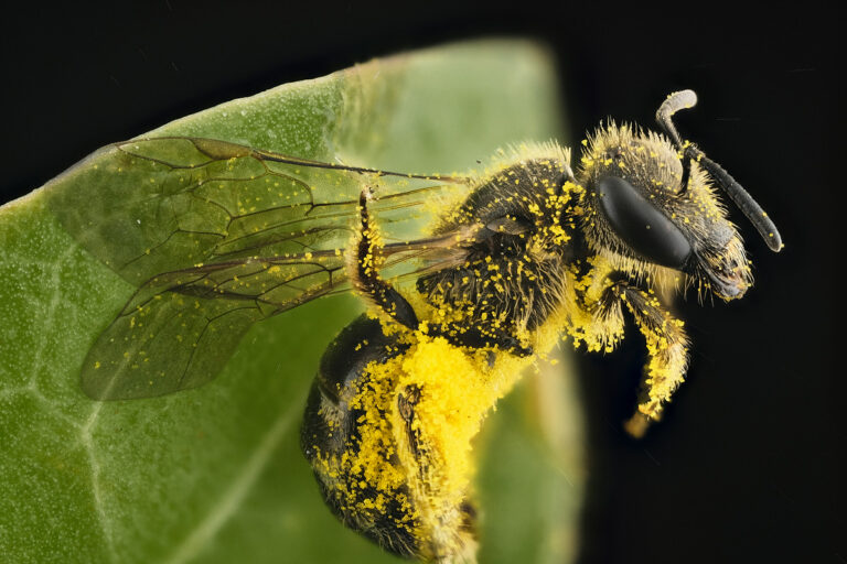 Abeille Halictidae, Lasioglossum sp couverte de pollen