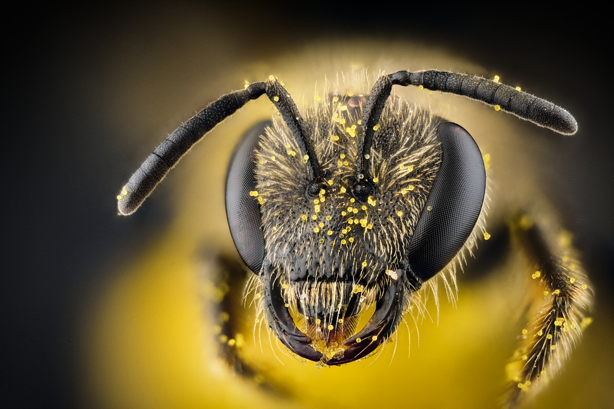 Abeille solitaire Lasioglossum (Evylaeus) couverte de pollen
