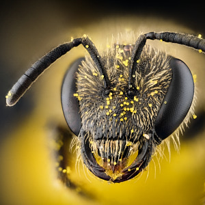 Halictidae, Lasioglossum sp