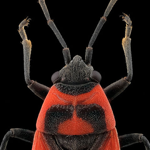 Punaise Melanocoryphus albomaculatus