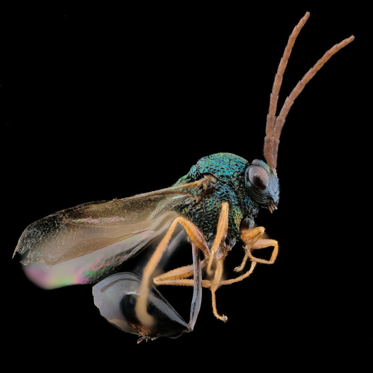 Petit hyménoptère parasitoide des fourmis, Stilbula cyniformis