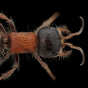 Myrmilla capitata, dite fourmi de velours