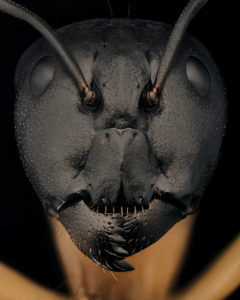portrait de fourmi Camponotus maculatus major de face