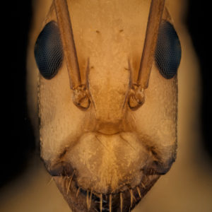 Camponotus maculatus minor