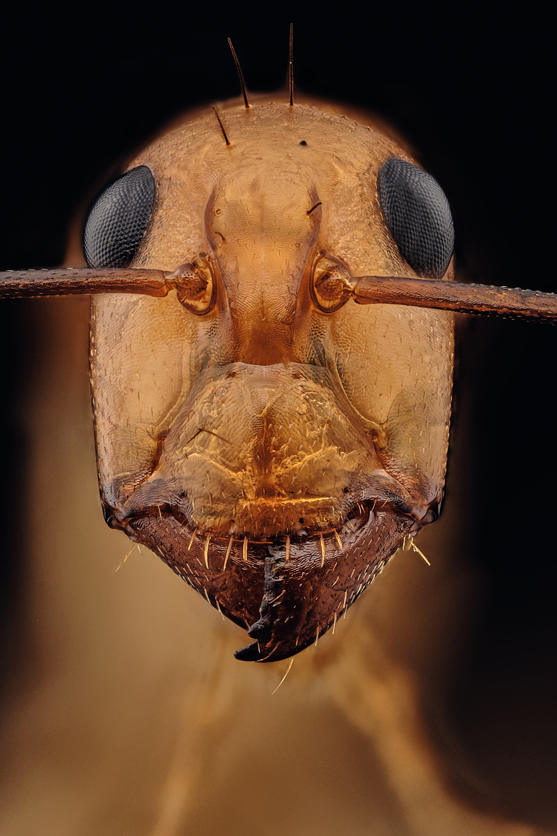 Ouvrière minor de fourmi Camponotus maculatus