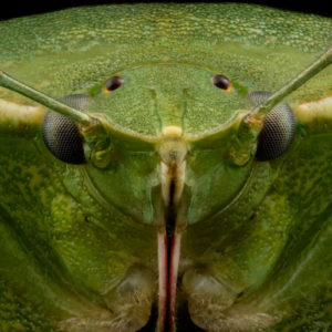 Nezara viridula parasitée par un Tachinidae
