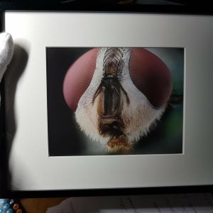 Tirage papier d'un portrait de mouche