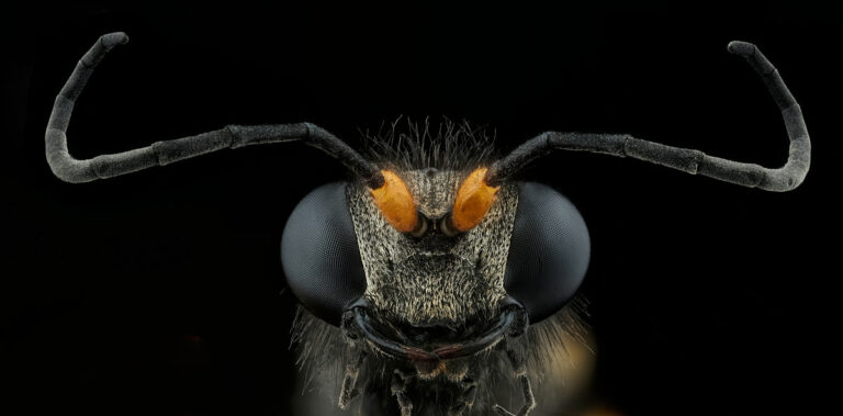 Une guêpe maçonne Sceliphron caementarium, vue de face, sur fond noir