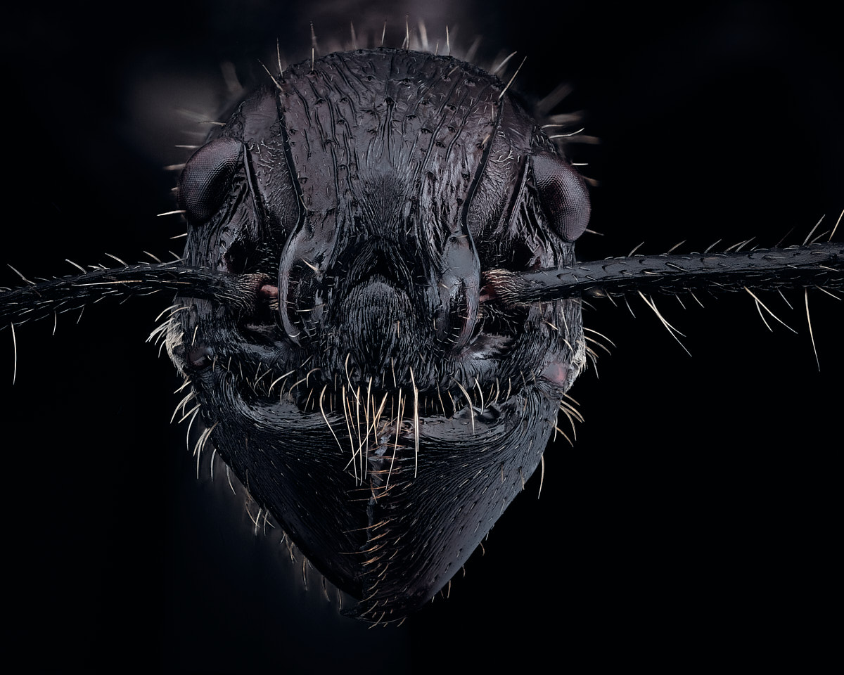 Portrait de la fourmi balle de fusil, Paraponera clavata, sur fond noir