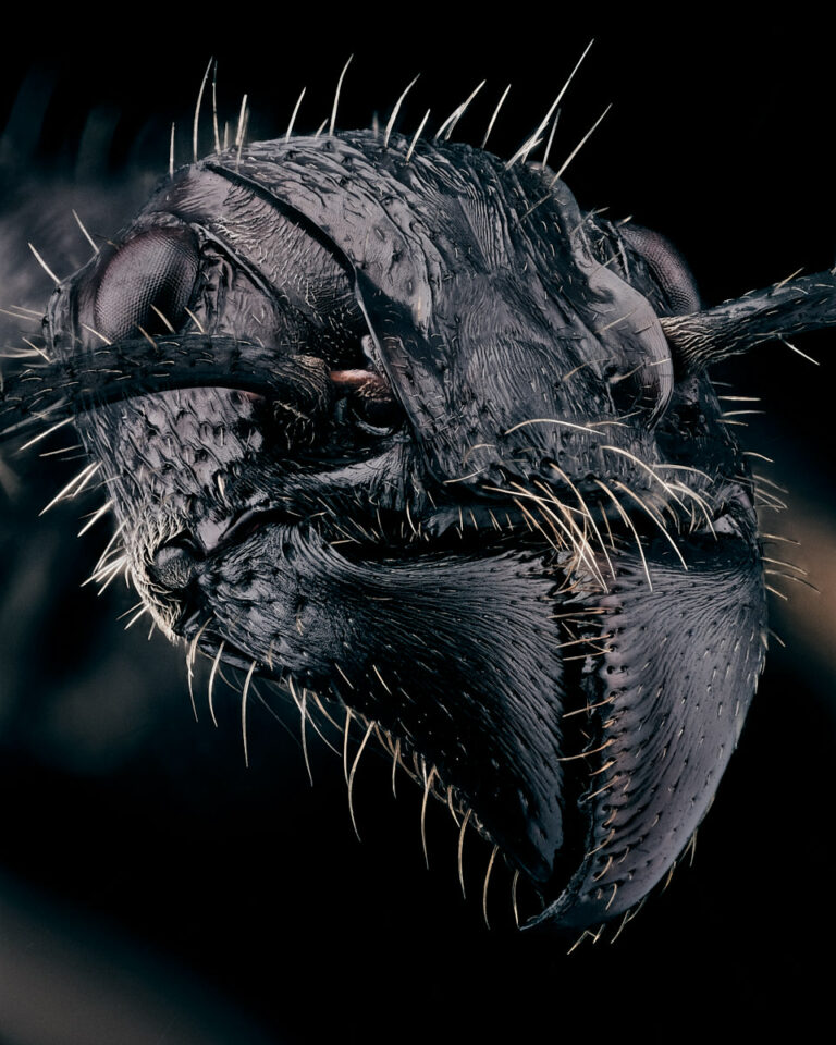 Portrait de Paraponera clavata, la fourmi balle de fusil