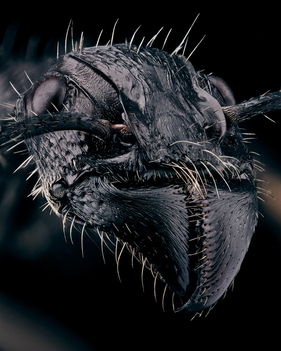 Portrait de Paraponera clavata, la fourmi balle de fusil