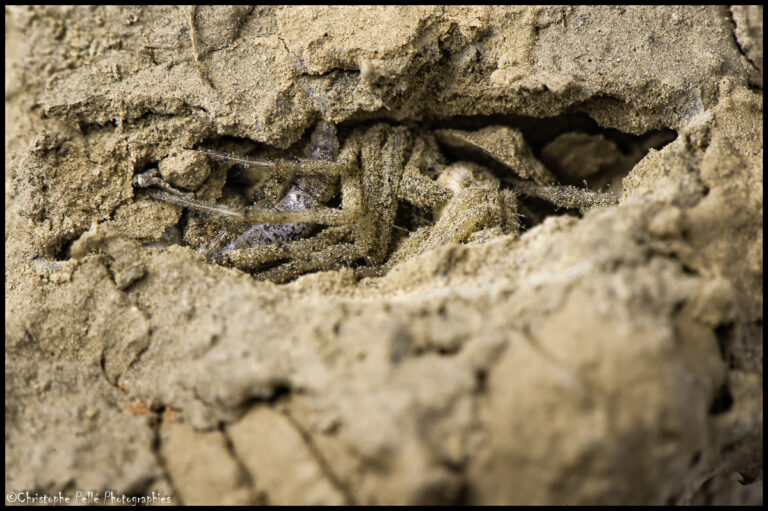 Intérieur de la loge de guêpe Sceliphron, larve et pattes d'araignées qui dépassent
