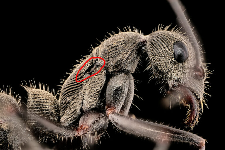 Thorax de fourmi Diacamma rugosum