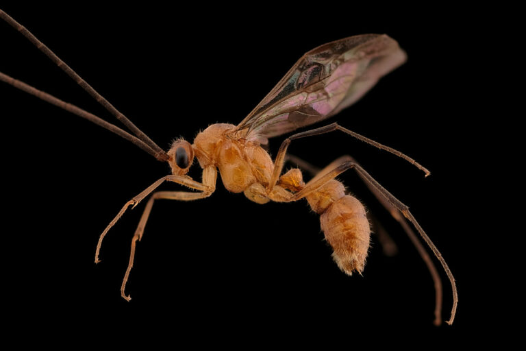 Mâle de fourmi Diacamma rugosum de profil sur fond noir