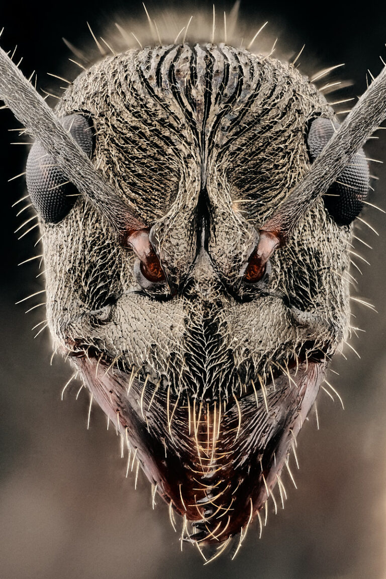 Portrait de fourmi Diacamma rugosum